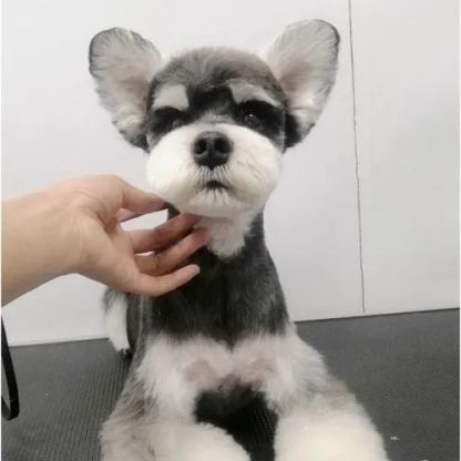 【Appointment】Petizen Service-Pet Groomer-Dog Baths, Haircuts, Dog grooming，Cat grooming ，Pet Bathing & Pet Grooming Services for Cats & Dogs Pet grooming store in Singapore Pet Shop Pet Store-Petizen