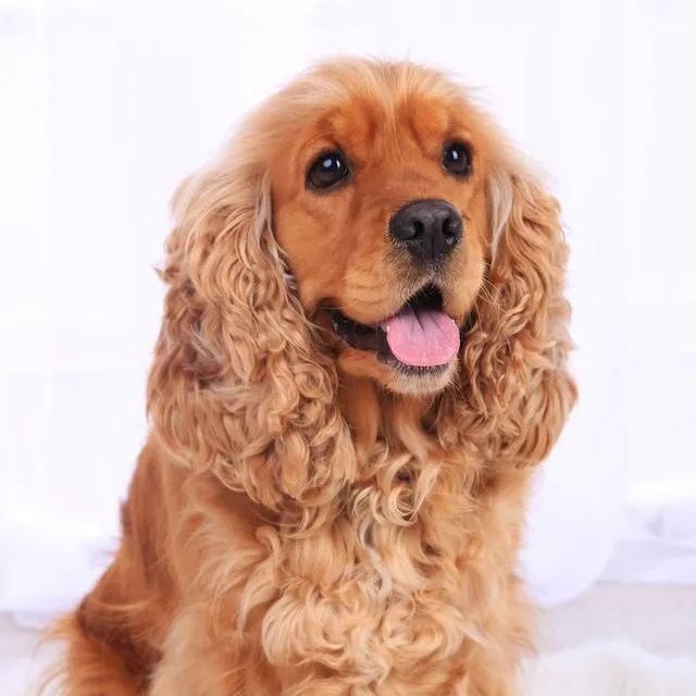 【Appointment】Petizen Service-Pet Groomer-Dog Baths, Haircuts, Dog grooming,Cat grooming ,Pet Bathing & Pet Grooming Services for Cats & Dogs Pet grooming store in Singapore Pet Shop Pet Store-Petizen