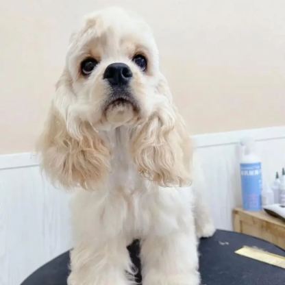 【Appointment】Petizen Service-Pet Groomer-Dog Baths, Haircuts, Dog grooming，Cat grooming ，Pet Bathing & Pet Grooming Services for Cats & Dogs Pet grooming store in Singapore Pet Shop Pet Store-Petizen
