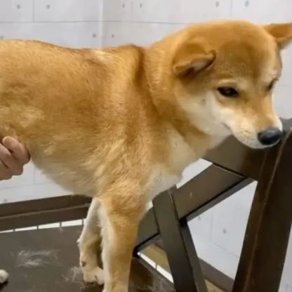 【Appointment】Petizen Service-Pet Groomer-Dog Baths, Haircuts, Dog grooming，Cat grooming ，Pet Bathing & Pet Grooming Services for Cats & Dogs Pet grooming store in Singapore Pet Shop Pet Store-Petizen