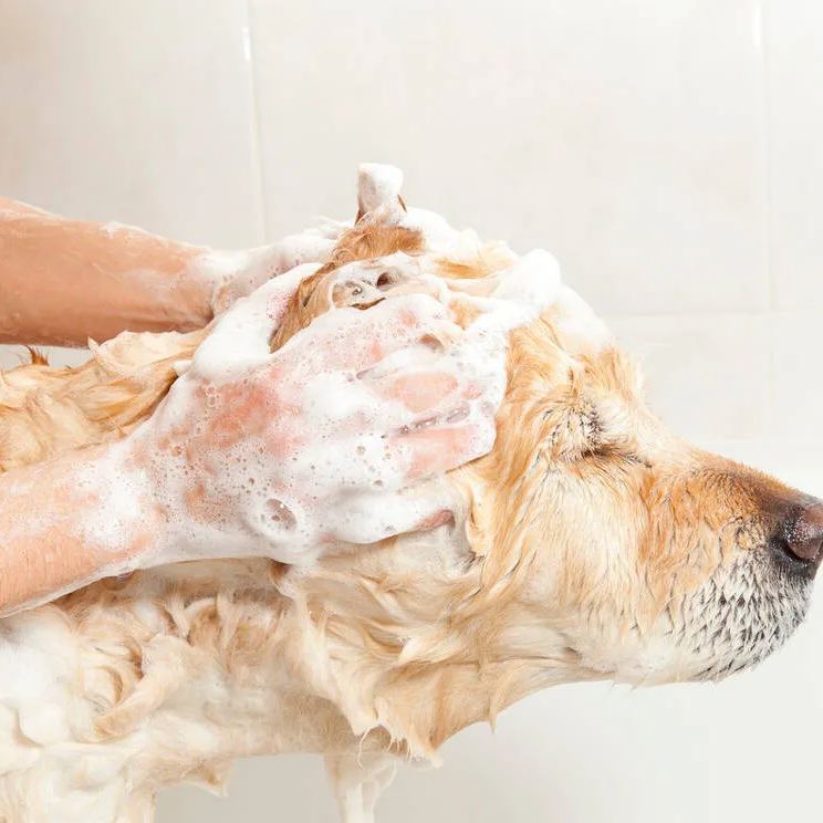 【Appointment】Petizen Service-Pet Groomer-Dog Baths, Haircuts, Dog grooming，Cat grooming ，Pet Bathing & Pet Grooming Services for Cats & Dogs Pet grooming store in Singapore Pet Shop Pet Store-Petizen