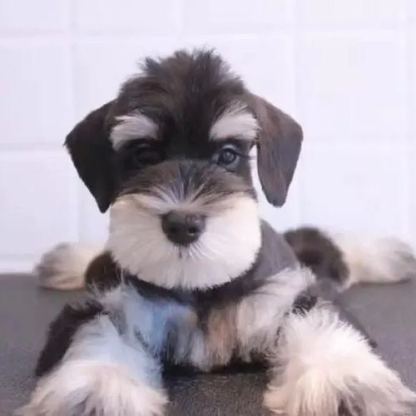 【Appointment】Petizen Service-Pet Groomer-Dog Baths, Haircuts, Dog grooming，Cat grooming ，Pet Bathing & Pet Grooming Services for Cats & Dogs Pet grooming store in Singapore Pet Shop Pet Store-Petizen