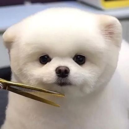 【Appointment】Petizen Service-Pet Groomer-Dog Baths, Haircuts, Dog grooming，Cat grooming ，Pet Bathing & Pet Grooming Services for Cats & Dogs Pet grooming store in Singapore Pet Shop Pet Store-Petizen