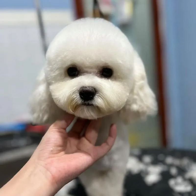 【Appointment】Petizen Service-Pet Groomer-Dog Baths, Haircuts, Dog grooming,Cat grooming ,Pet Bathing & Pet Grooming Services for Cats & Dogs Pet grooming store in Singapore Pet Shop Pet Store-Petizen