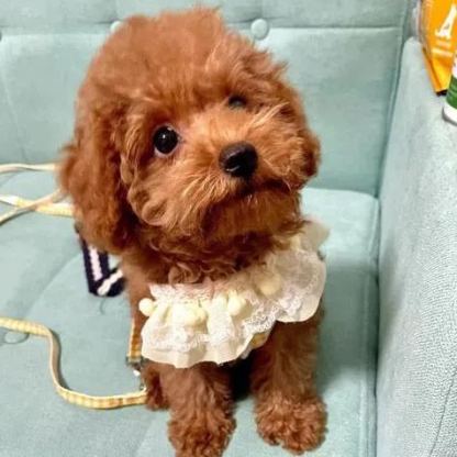 【Appointment】Petizen Service-Pet Groomer-Dog Baths, Haircuts, Dog grooming，Cat grooming ，Pet Bathing & Pet Grooming Services for Cats & Dogs Pet grooming store in Singapore Pet Shop Pet Store-Petizen