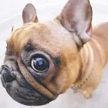 【Appointment】Petizen Service-Pet Groomer-Dog Baths, Haircuts, Dog grooming，Cat grooming ，Pet Bathing & Pet Grooming Services for Cats & Dogs Pet grooming store in Singapore Pet Shop Pet Store-Petizen