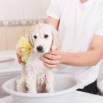 【Appointment】Petizen Service-Pet Groomer-Dog Baths, Haircuts, Dog grooming,Cat grooming ,Pet Bathing & Pet Grooming Services for Cats & Dogs Pet grooming store in Singapore Pet Shop Pet Store-Petizen