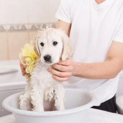 【Appointment】Petizen Service-Pet Groomer-Dog Baths, Haircuts, Dog grooming，Cat grooming ，Pet Bathing & Pet Grooming Services for Cats & Dogs Pet grooming store in Singapore Pet Shop Pet Store-Petizen