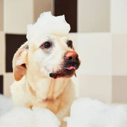 【Appointment】Petizen Service-Pet Groomer-Dog Baths, Haircuts, Dog grooming，Cat grooming ，Pet Bathing & Pet Grooming Services for Cats & Dogs Pet grooming store in Singapore Pet Shop Pet Store-Petizen