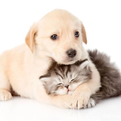 【Appointment】Petizen Service-Pet Groomer-Dog Baths, Haircuts, Dog grooming，Cat grooming ，Pet Bathing & Pet Grooming Services for Cats & Dogs Pet grooming store in Singapore Pet Shop Pet Store-Petizen