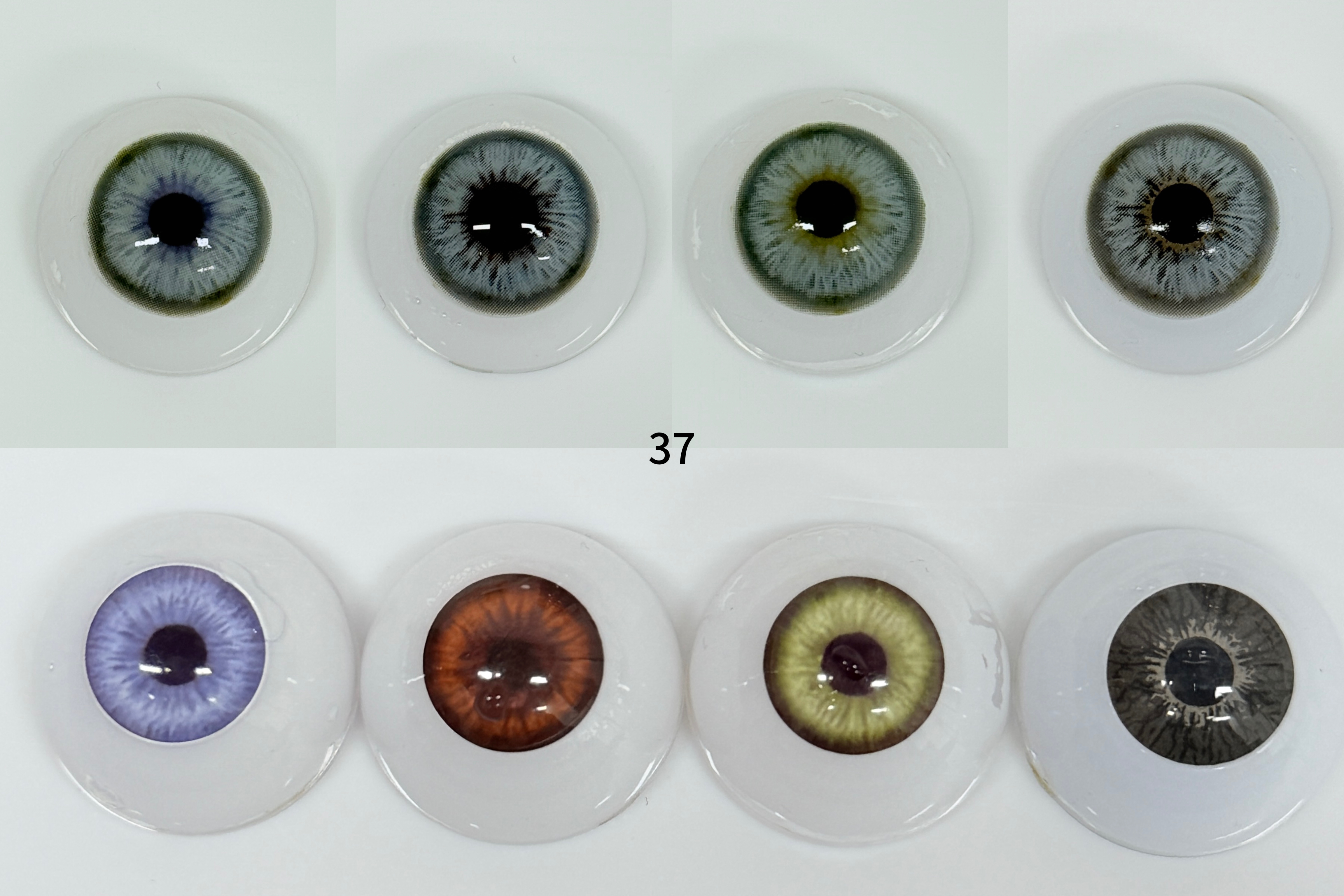 Wildness Wolf Gray[60] | 1 Year