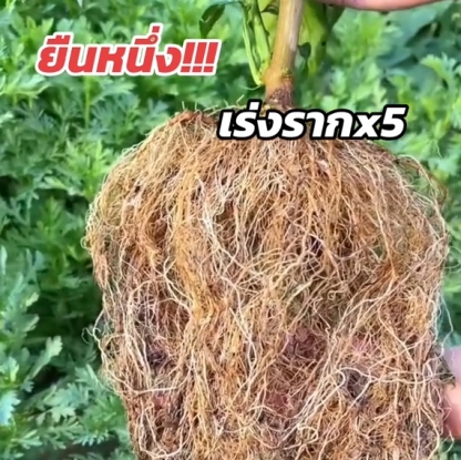 【เพิ่มผลผลิต 3 เท่า】สารเร่งรากและป้องกันการเน่า