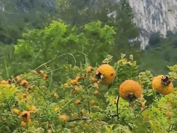 679874_29.gif