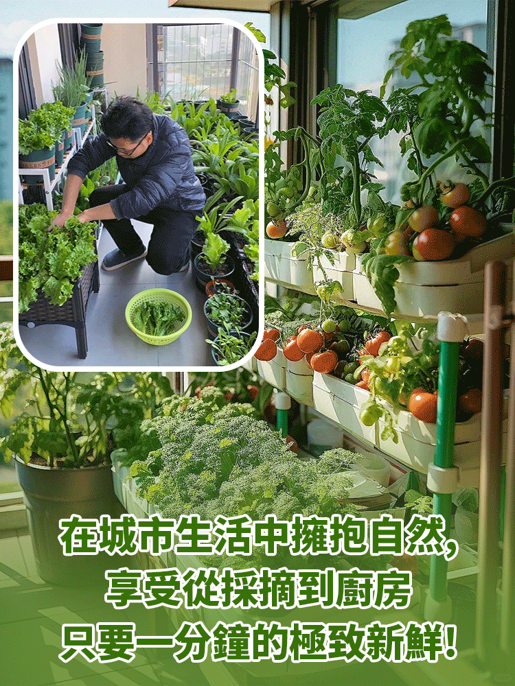 零經驗種出健康好蔬菜