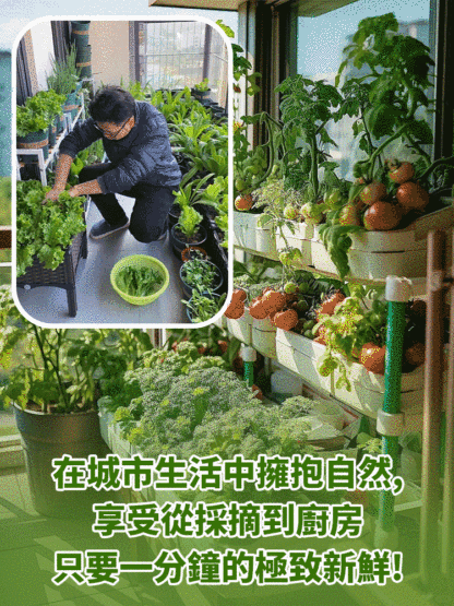 零經驗種出健康好蔬菜