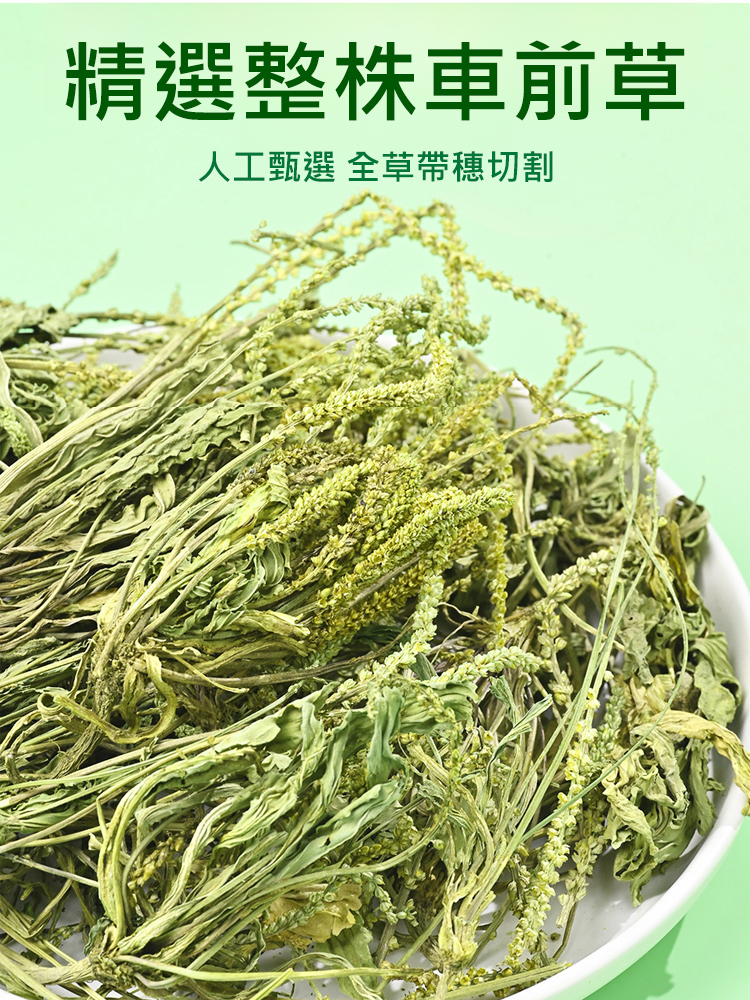 【酸越重越有用】養生車前草保健茶