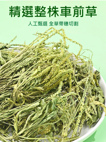 【酸越重越有用】養生車前草保健茶