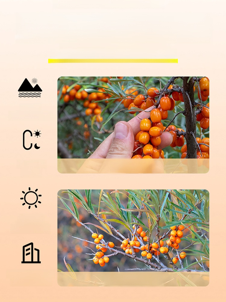 沙棘籽油護眼軟膠囊，舒緩潤澤雙眼，看東西清晰舒適