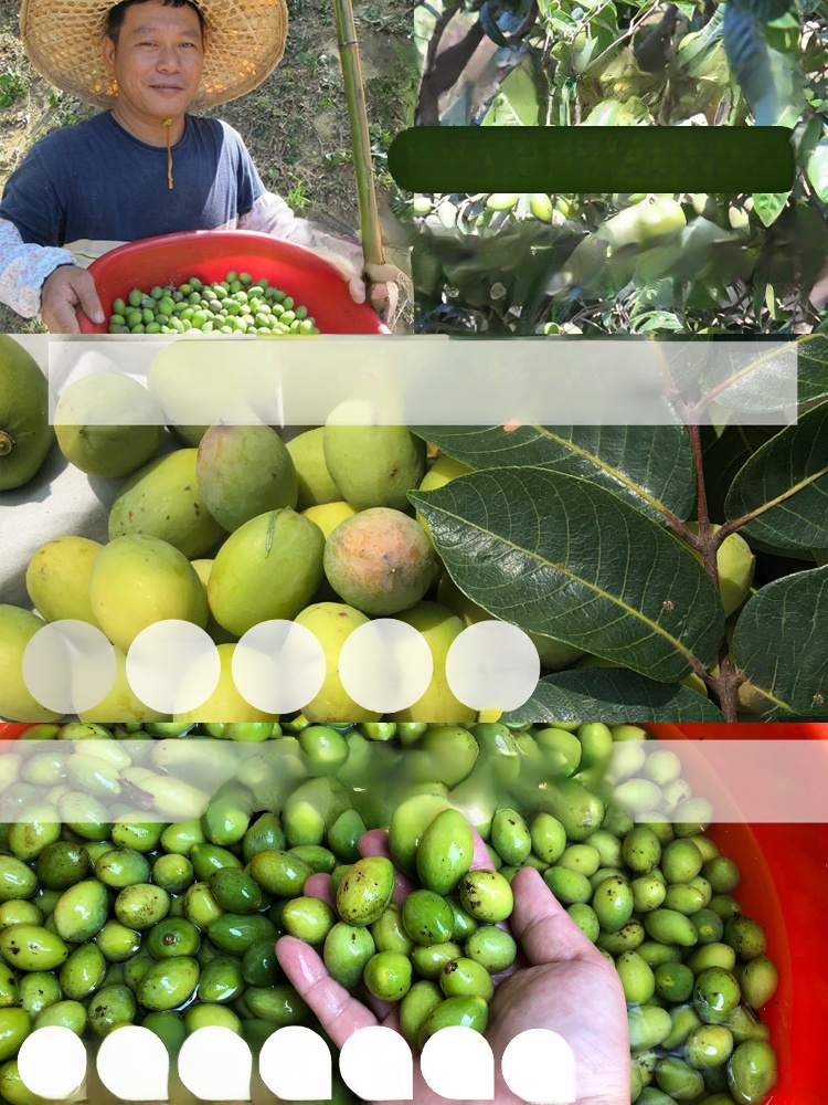 【高鈣降脂】香草橄欖營養果