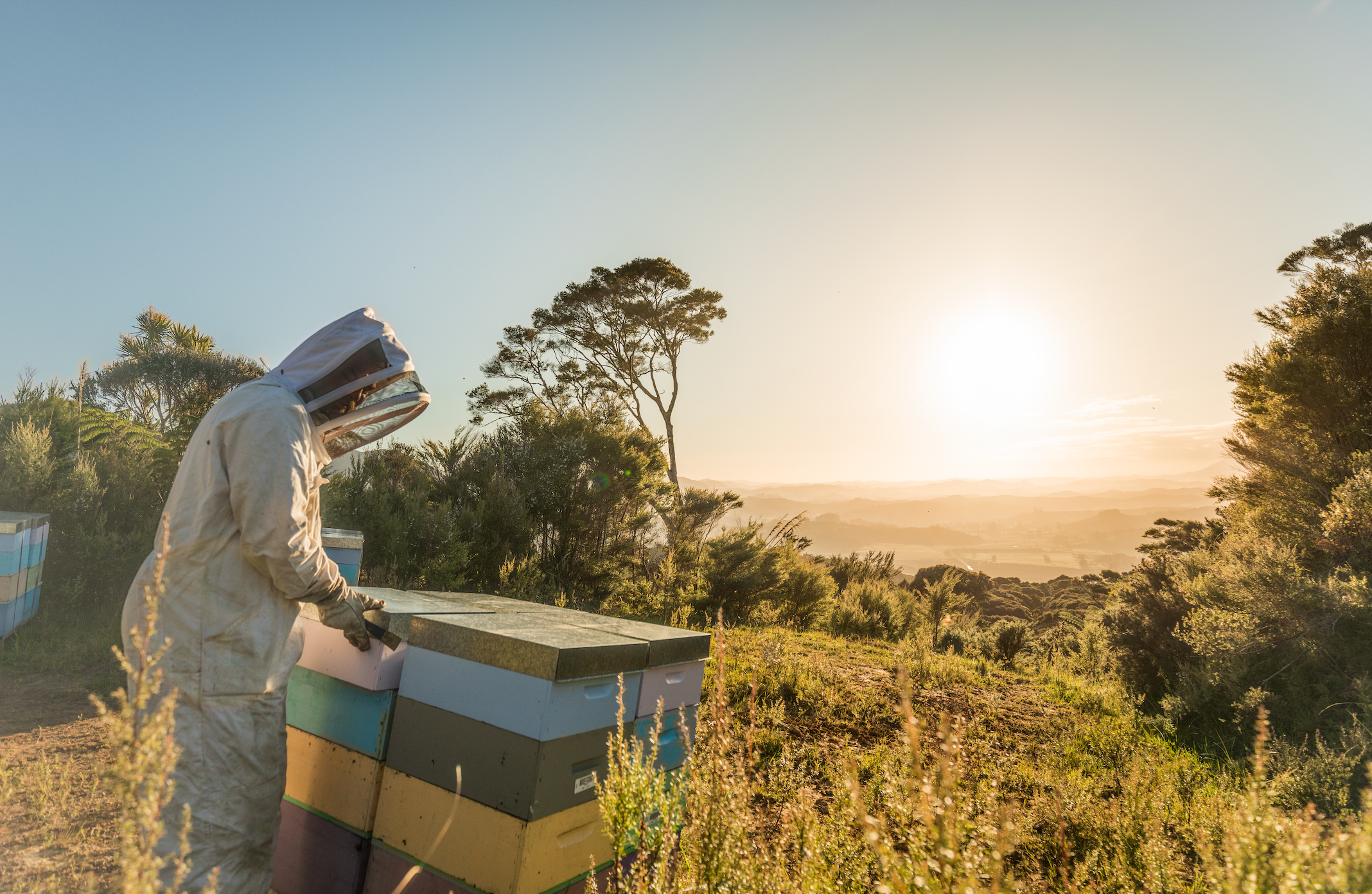 manuka health, manuka honey, sustainability