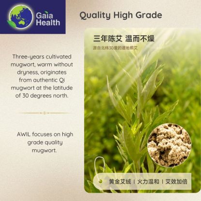 Close-up photograph of the Mugwort plant (Artemisia argyi), the source of the moxa used in the Gaia device. Mugwort is highly valued in TCM for its ability to warm meridians, boost circulation, and effectively dispel internal dampness (湿气) and coldness, enhancing the power of the Moxibustion heat therapy.