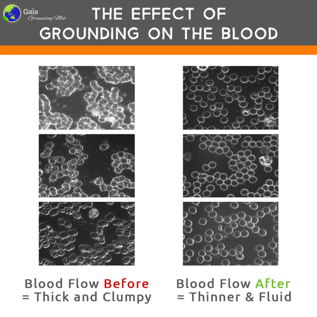 Indoor Touching Green Concept: Gaia Grounding/Earthing Mat. Blood Cells Microscope Screenshots Before and After GroundingA photo showing microscope screenshots of blood cells before and after grounding. This visual comparison highlights the significant health benefits of grounding, such as improved blood circulation and reduced clumping of blood cells. The image demonstrates the powerful effects that grounding can have on the body at a cellular level, supporting better overall health and well-being. 