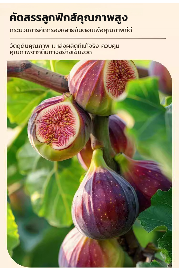 翻译件-HFH-无花果黑芝麻核桃夹心派-1245540_16.jpg