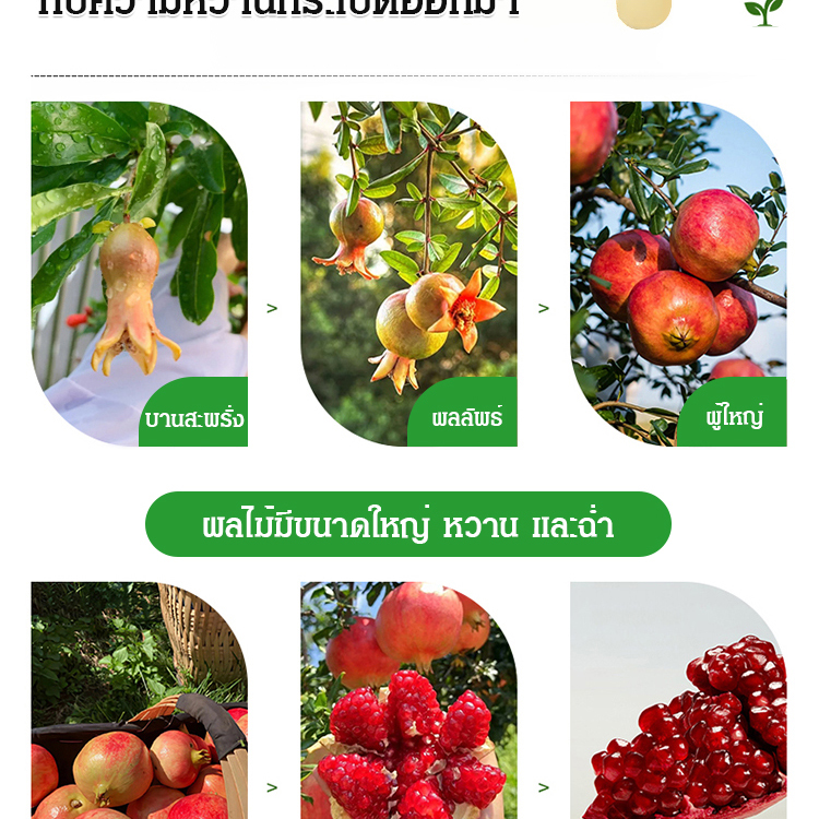 เมล็ดทับทิมพันธุ์นุ่มจากตูนิเซีย
