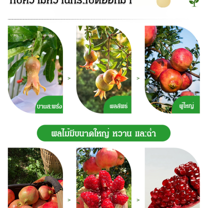 เมล็ดทับทิมพันธุ์นุ่มจากตูนิเซีย
