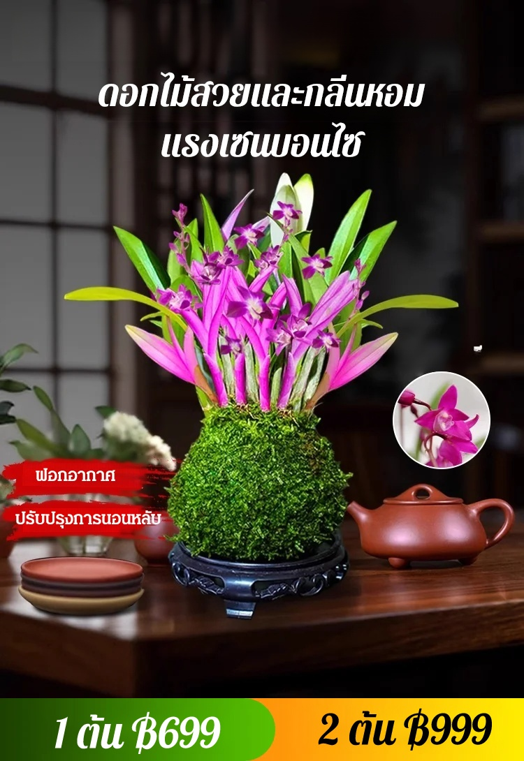 กล้วยไม้บ้าปรับปรุงการนอนหลับฟอกอากาศ