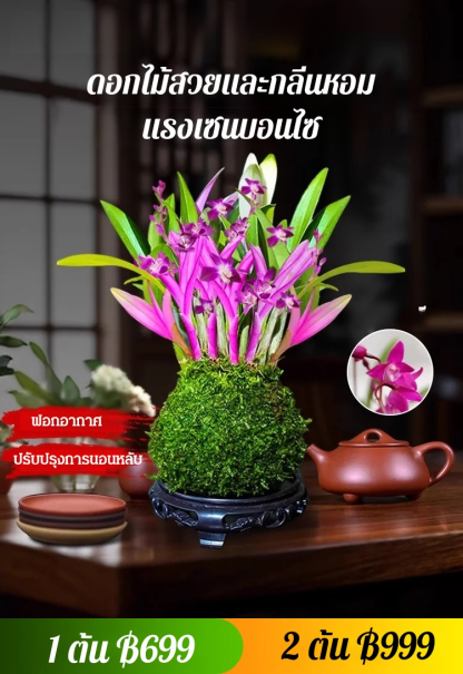 กล้วยไม้บ้าปรับปรุงการนอนหลับฟอกอากาศ