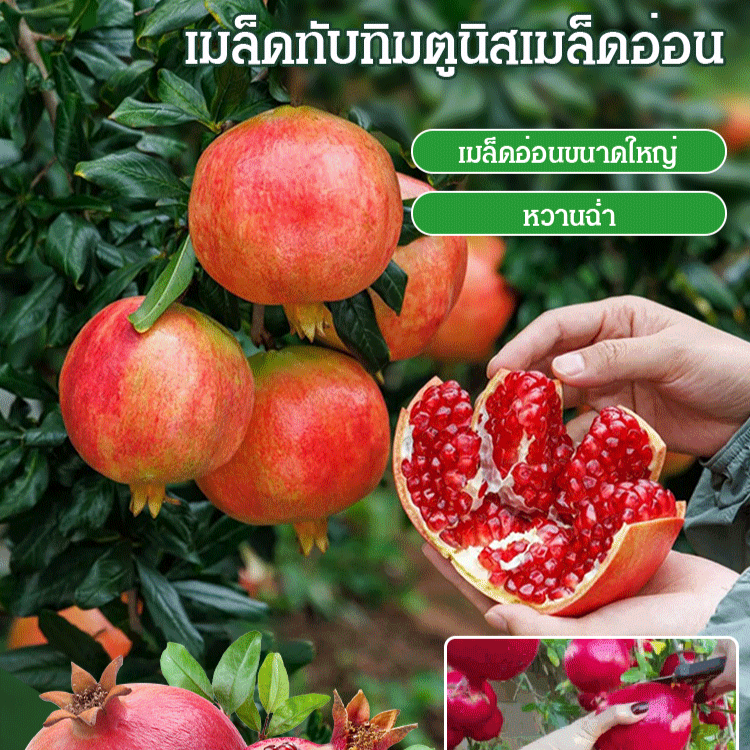 เมล็ดทับทิมพันธุ์นุ่มจากตูนิเซีย