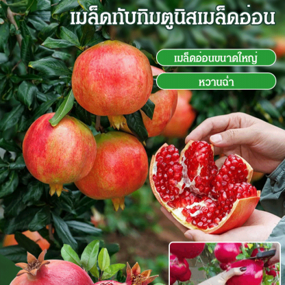 เมล็ดทับทิมพันธุ์นุ่มจากตูนิเซีย
