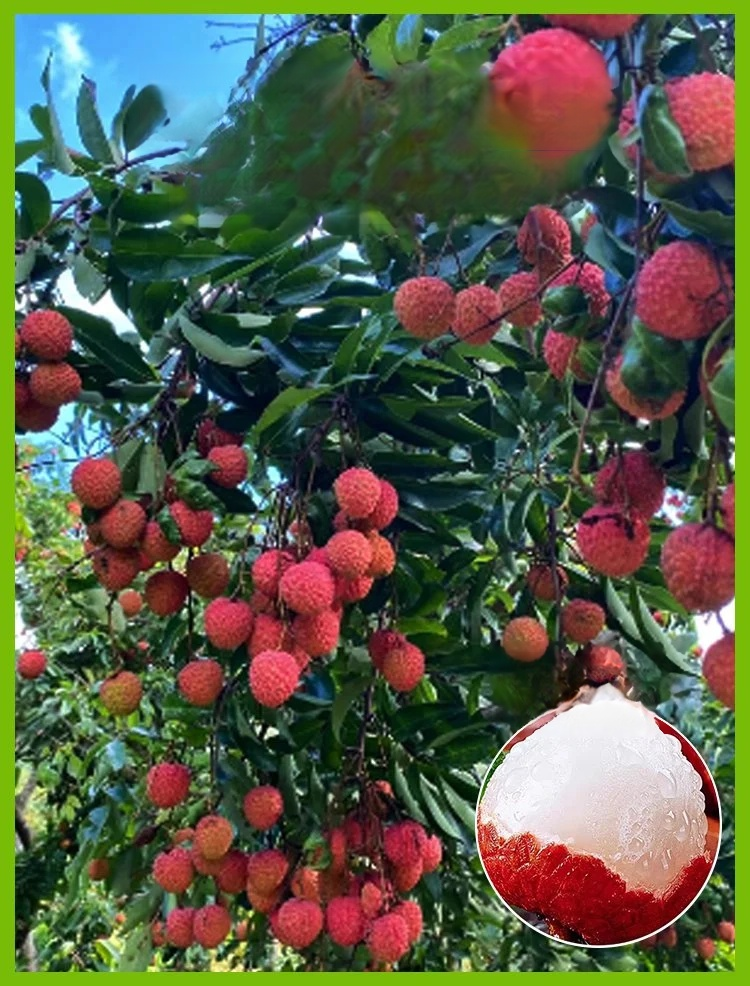 HFH-【荔枝畅想】妃子笑荔枝种子_13.jpg