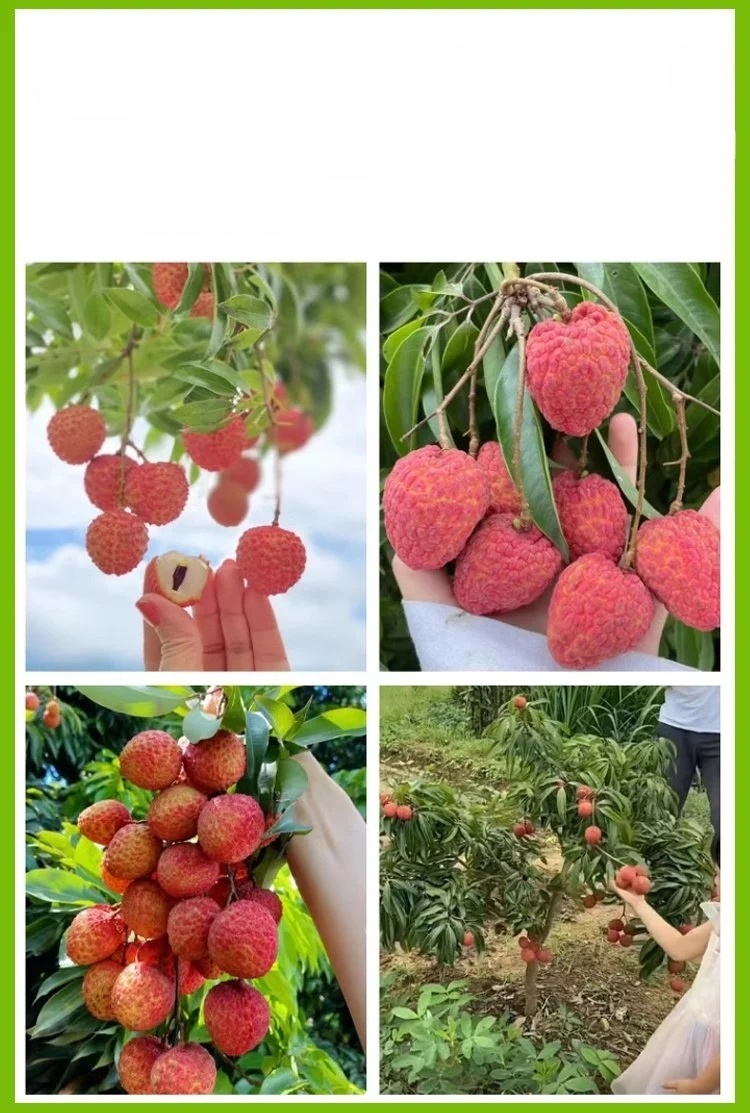 HFH-【荔枝畅想】妃子笑荔枝种子_29.jpg