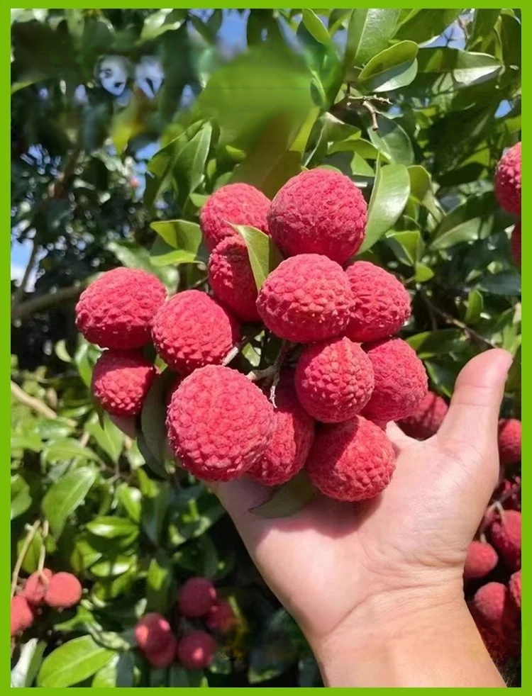 HFH-【荔枝畅想】妃子笑荔枝种子_21.jpg