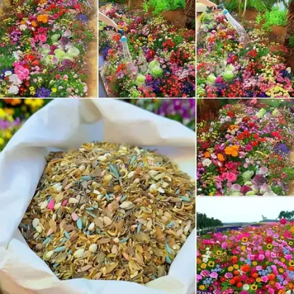 Colorful Flower Seeds Combo (Pack of 50) @ Just Rs.399/-