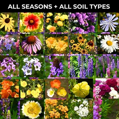 Colorful Flower Seeds Combo (Pack of 50) @ Just Rs.399/-