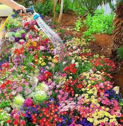 Colorful Flower Seeds Combo (Pack of 50) @ Just Rs.399/-
