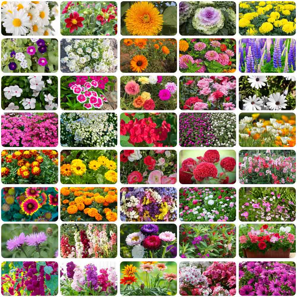 Colorful Flower Seeds Combo (Pack of 50) @ Just Rs.399/-