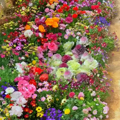 Varieties of Flower Seeds - Plant Supplement Free @ Just Rs.599/-