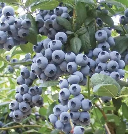 Giant Blueberry Fruit Seeds @ Just Rs.599/-