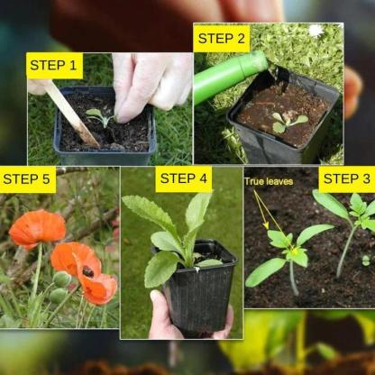 Varieties of Flower Seeds - Plant Supplement Free @ Just Rs.599/-