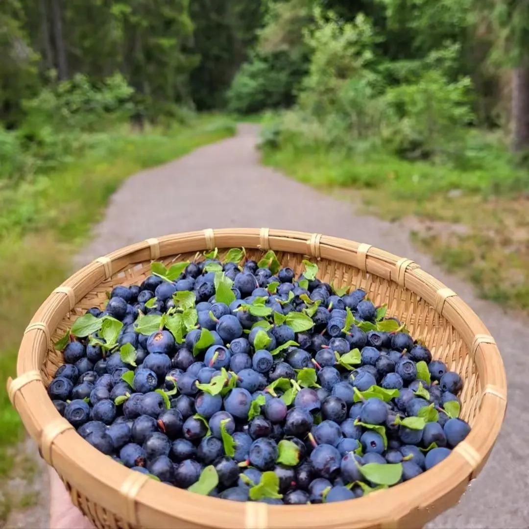Giant Blueberry Fruit Seeds @ Just Rs.599/-