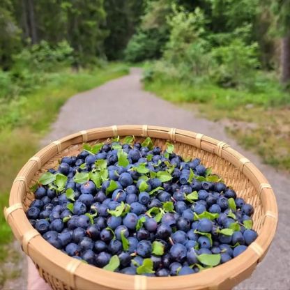 Giant Blueberry Fruit Seeds @ Just Rs.599/-