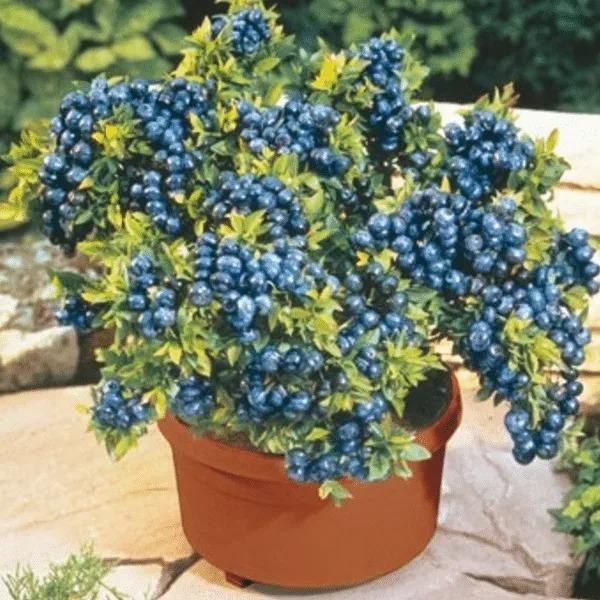 Giant Blueberry Fruit Seeds @ Just Rs.599/-