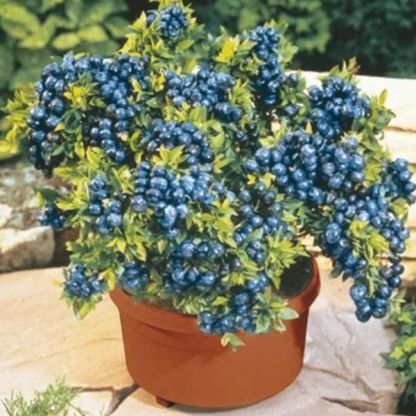 Giant Blueberry Fruit Seeds @ Just Rs.599/-