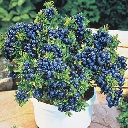 Giant Blueberry Fruit Seeds @ Just Rs.599/-