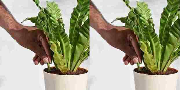Plant Grow Fertilizer Sticks For Plants - 25 Stick Pack of 2 @ Just Rs.599/-