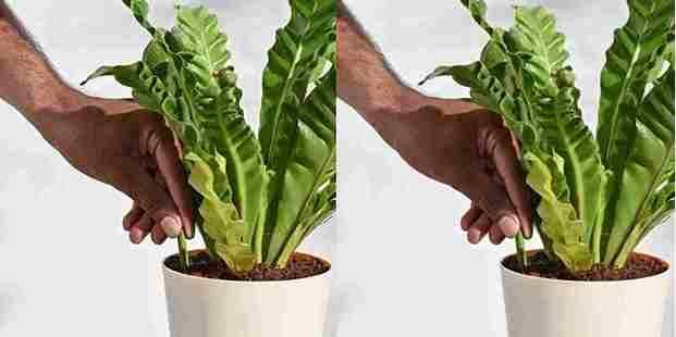 Plant Grow Fertilizer Sticks For Plants - 25 Stick Pack of 2 @ Just Rs.599/-